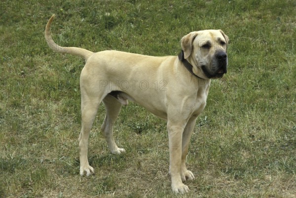 Male Fila Brasileiro, a Dog Breed from Brazil