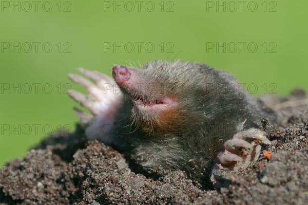 European Mole (Talpa europaea), North Rhine-Westphalia, Germany, Europe