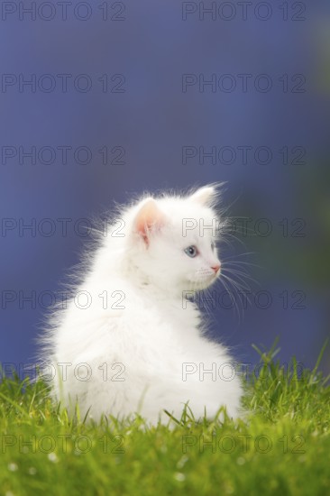 Siberian Forest Cat, kitten, 7 weeks, white