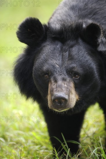 Asian black bear (Ursus thibetanus) (Selenarctos thibetanus), moon bear