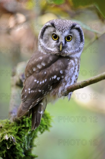 Tengmalm's (Aegolius funereus) Owl