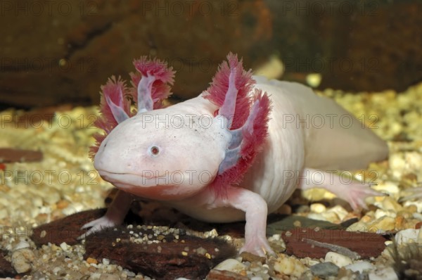 Mexican axolotl (Ambystoma mexicanum), Mexican axolotyl