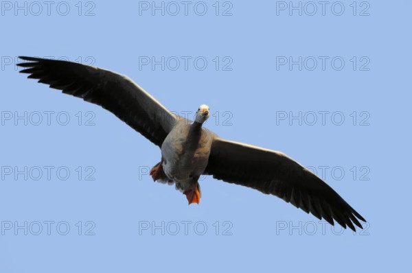 Bar-headed goose (Anser indicus), free-ranging