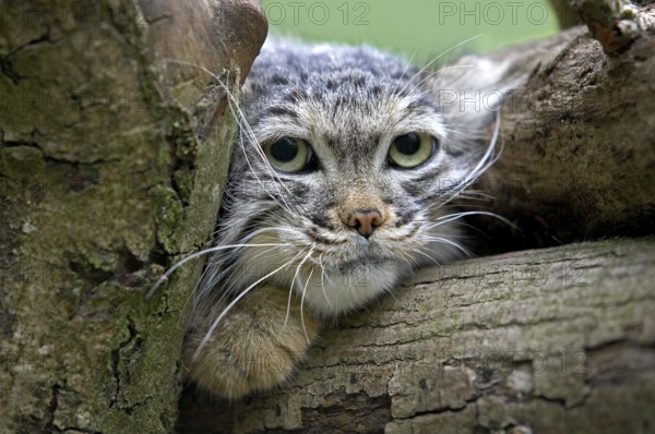Pallas's cat (otocolobus manul) or Pallas' cat, portrait of an adult