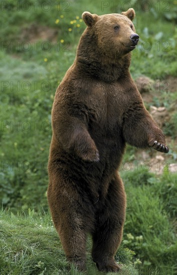 Brown Bear (ursus arctos), Adult standing on Hind Legs, Looking aroung