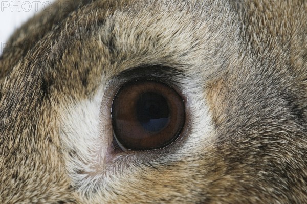 NORMANDY RABBIT, CLOSE-UP OF EYE