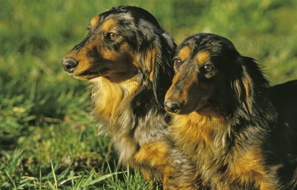 Long-Haired Dachsund, Adults