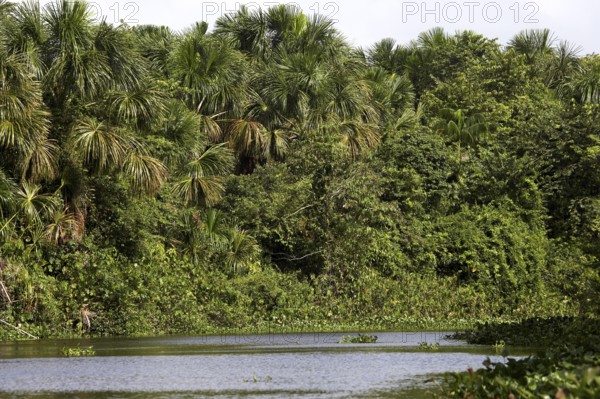 Forest and river at the Orinoco Delta in Venezuela