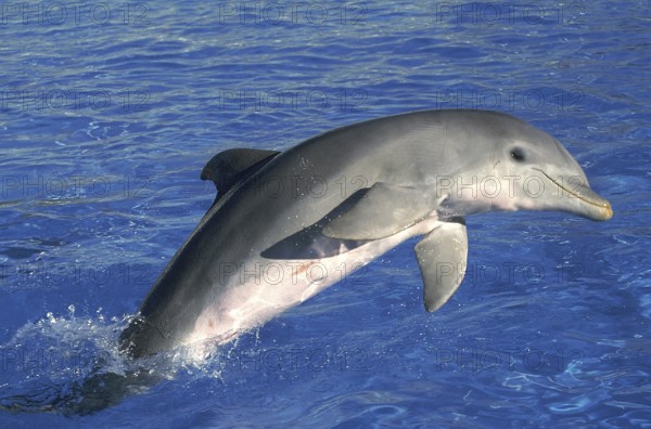 Bottlenose Dolphin (tursiops truncatus), Adult Jumping