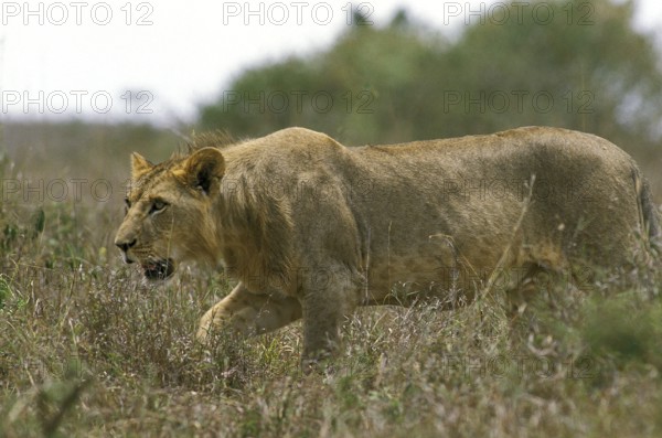 AFRICAN LION (panthera leo), FEMALE WALKING ON LONG GRASS, KENYA