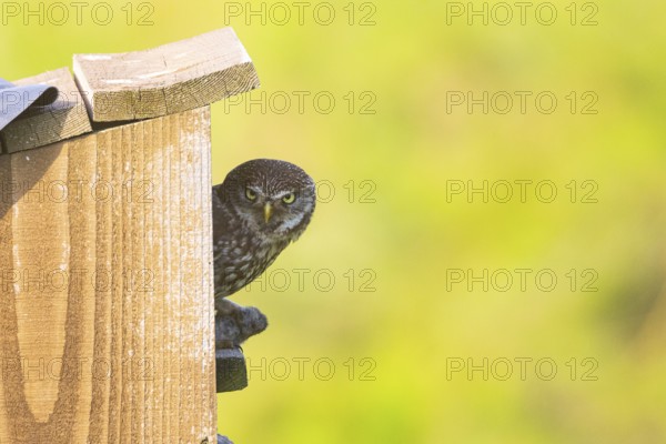 Little Owl (Athene noctua), Hungary, Europe