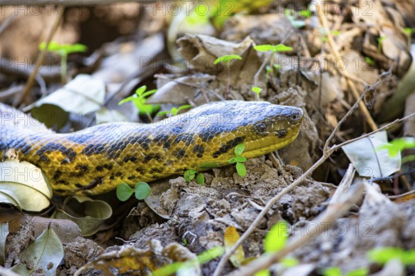 Large anaconda (Eunectes murinus) Pantanal Brazil