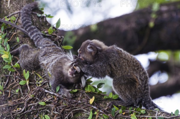 Beautiful marmoset monkey (Callithrix jacchus) found in large quantities in the city of Salvador in Brazil