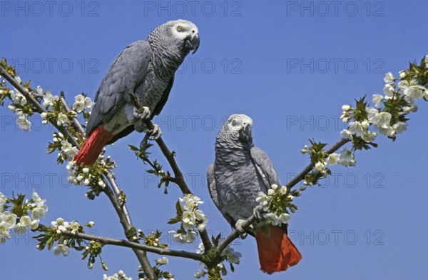 AFRICAN GREY PARROT (psittacus erithacus), ADULTS ON BRANCH