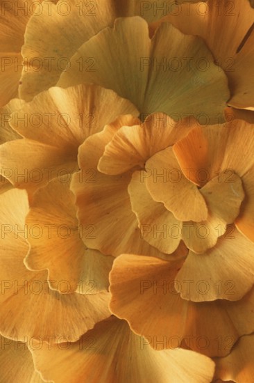 Maidenhair tree leaves (Ginkgo biloba)