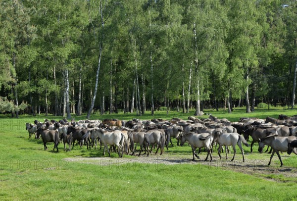Wild horses, herd, nature reserve Merfelder Bruch in Dülmen, Münsterland, North Rhine-Westphalia, Germany, Europe