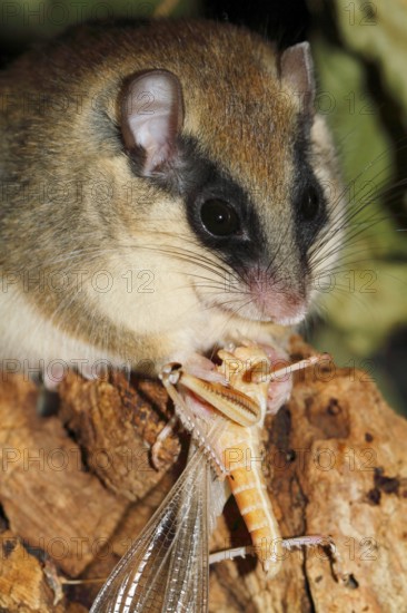 Forest Dormouse (Dryomys nitedula) eating cricket, Germany, Europe