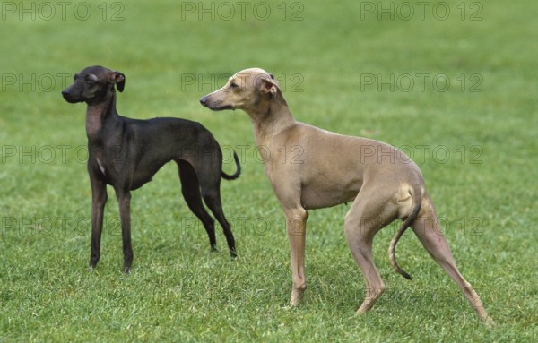 Italian greyhound, dog in the meadow