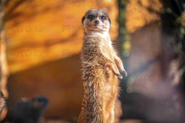 Meerkats (Suricata Suricatta) in its natural environment in sunshine, Eisenberg, Thuringia, Germany, Europe