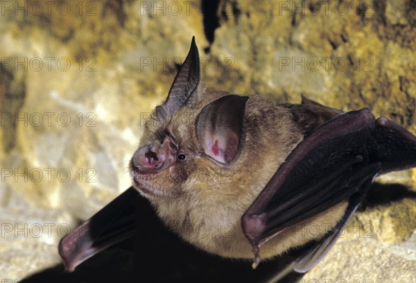 Great Horseshoe Bat (rhinolophus ferrumequinum)