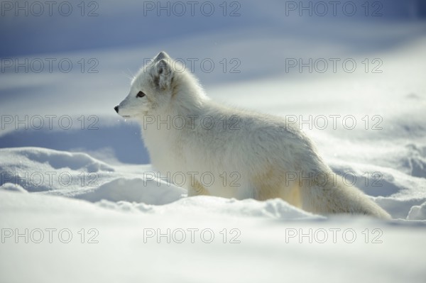 Arctic fox , Arctic fox (Alopex lagopus) (Vulpes lagopus) Arctic, lateral