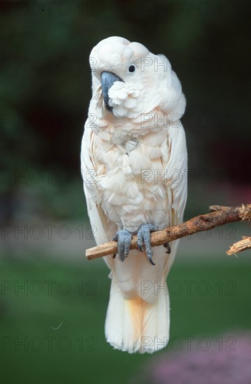 Rose-crested Cockatoo, Salmon-crested Cockatoo (Cacatua moluccensis)
