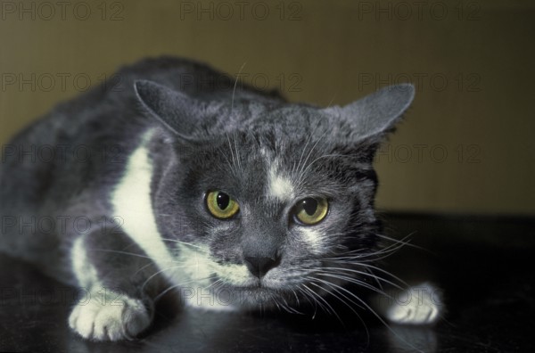 Threatened Domestic Cat