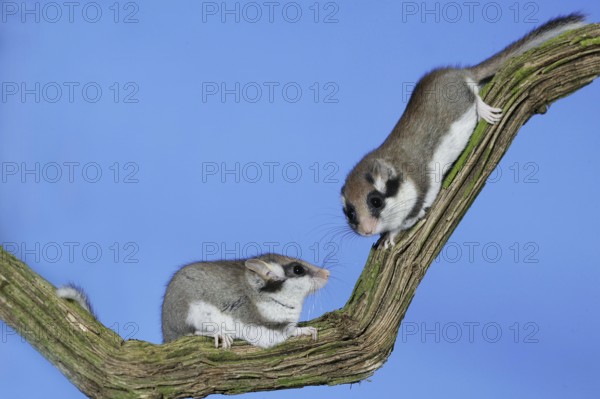 GARDEN DORMOUSE (eliomys quercinus), PAIR STANDING ON BRANCH, NORMANDY IN FRANCE