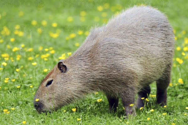 Capybara (Hydrochaeris hydrochaeris) (Hydrochoerus capybara), Carpincho