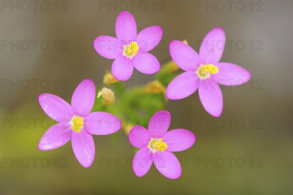 Dainty Centaurium pulchellum (Centaurium pulchellum) Lower Saxony, Germany, Europe