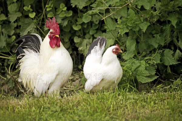 Nagasaki Domestic Chicken, Hen and Cock