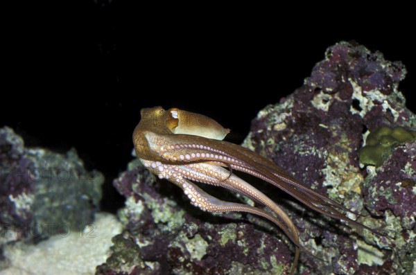 Octopus, octopus sp. Adult Swimming
