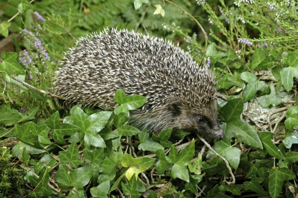 European Hedgehog (erinaceus europaeus), Normandy