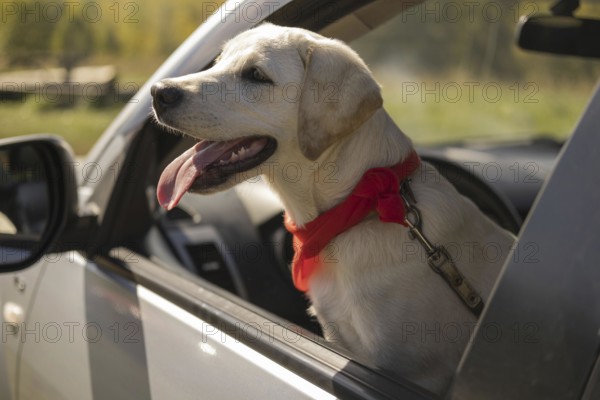 Cute dog with red bandana car. High resolution photo