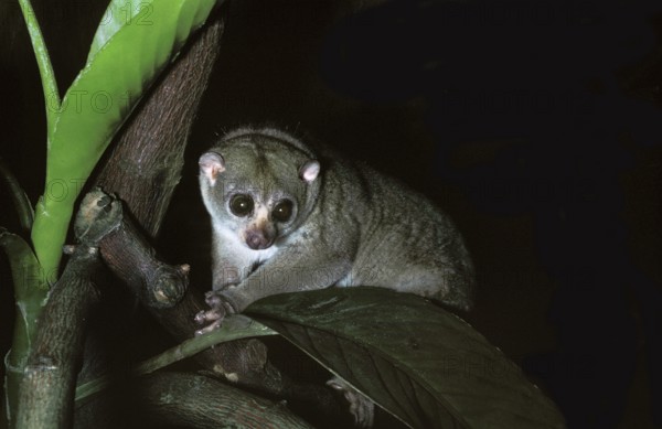 Bosman's potto (perodicticus potto), adult