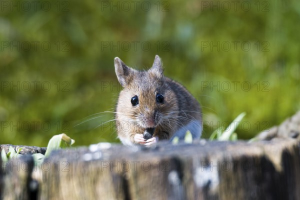 Yellow-necked mouse (Apodemus flavicollis) feeding. Yellow-necked mouse (Apodemus flavicollis)