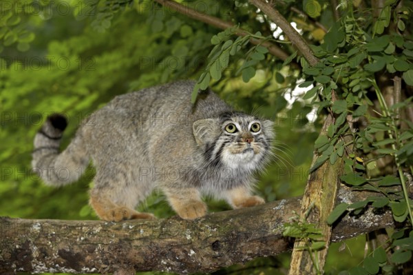 Pallas's cat (Otocolobus manul) OR PALLAS CAT, ADULT AT THE BRANCH