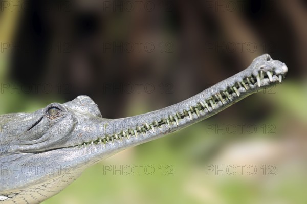 Indian Gharial (Gavialis gangeticus), Gavial