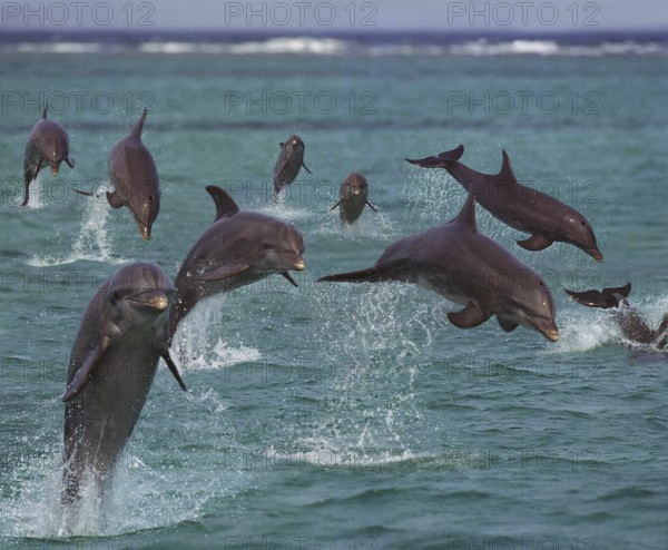Bottlenose dolphins (tursiops truncatus), jumping, Honduras, Central America