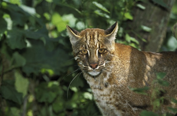 Asian golden cat or temmink cat, catopuma temmincki, adult