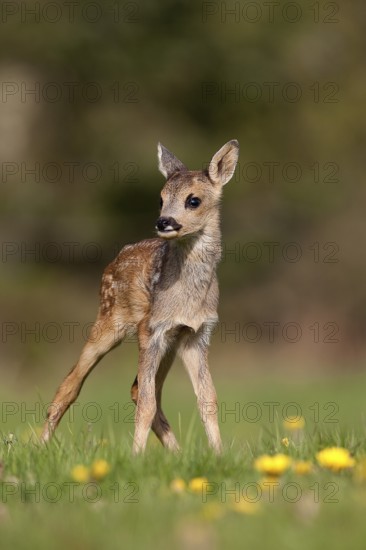 Roe Deer (capreolus capreolus), Foan with Flowers, Normandy