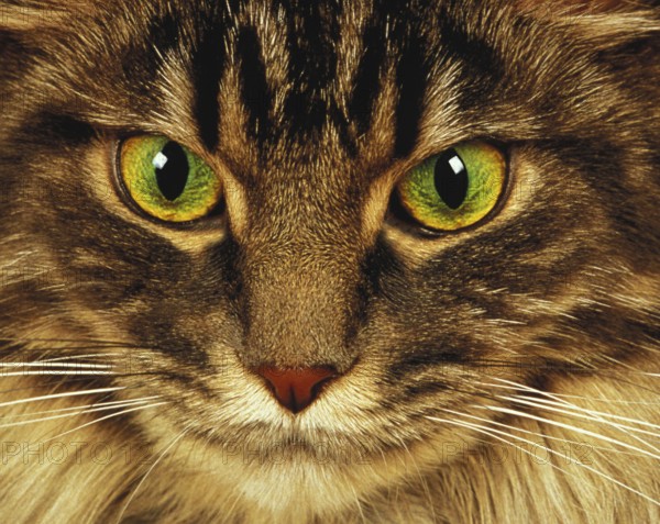 Skogkatt domestic cat, portrait of an adult, close-up of the eyes