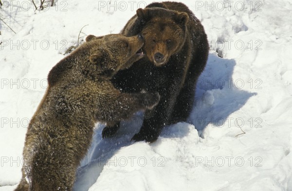 Brown Bear (ursus arctos), Mother and young playing on Snow