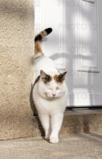Cute cat near door outside