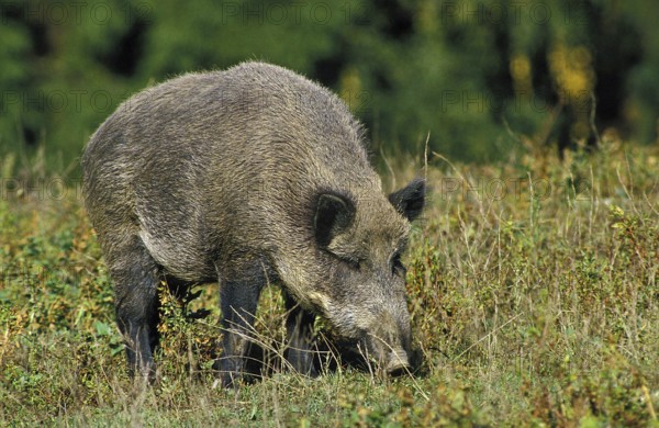 Wild Boar (sus scrofa)