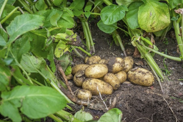 Fresh potatoes in the soil in the garden