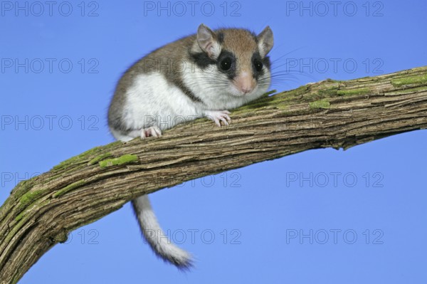 Garden dormouse (eliomys quercinus), ADULT AT NORMANDY IN FRANCE
