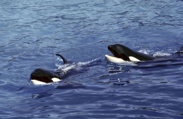 Killer Whale (orcinus orca), Head of Adults at Surface
