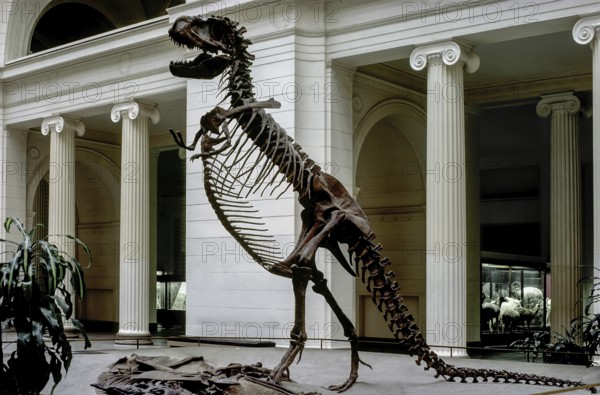 Tyrannosaurus Rex, Field Museum, Chicago