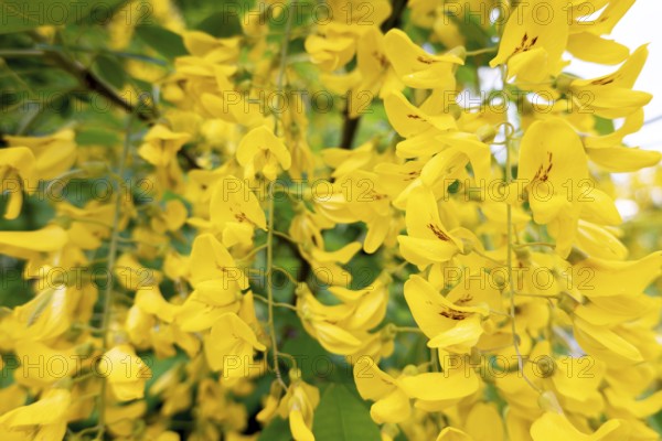 Golden rain (Laburnum anagyroides), in full bloom, Velbert, North Rhine-Westphalia, Germany, Europe